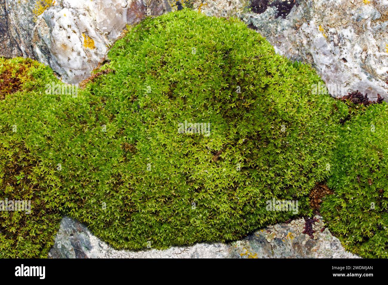 Streblotrichum convolutum is a common moss found in disturbed, open habitats such as gardens, fields and walls. It has worldwide distribution. Stock Photo