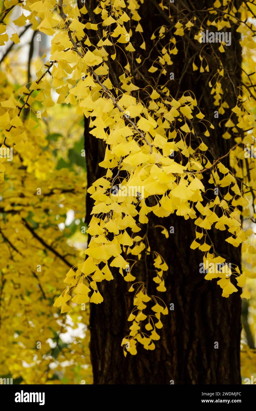 Bright yellow leaves of the Ginkgo Biloba or Maidenhair Tree in autumn ...