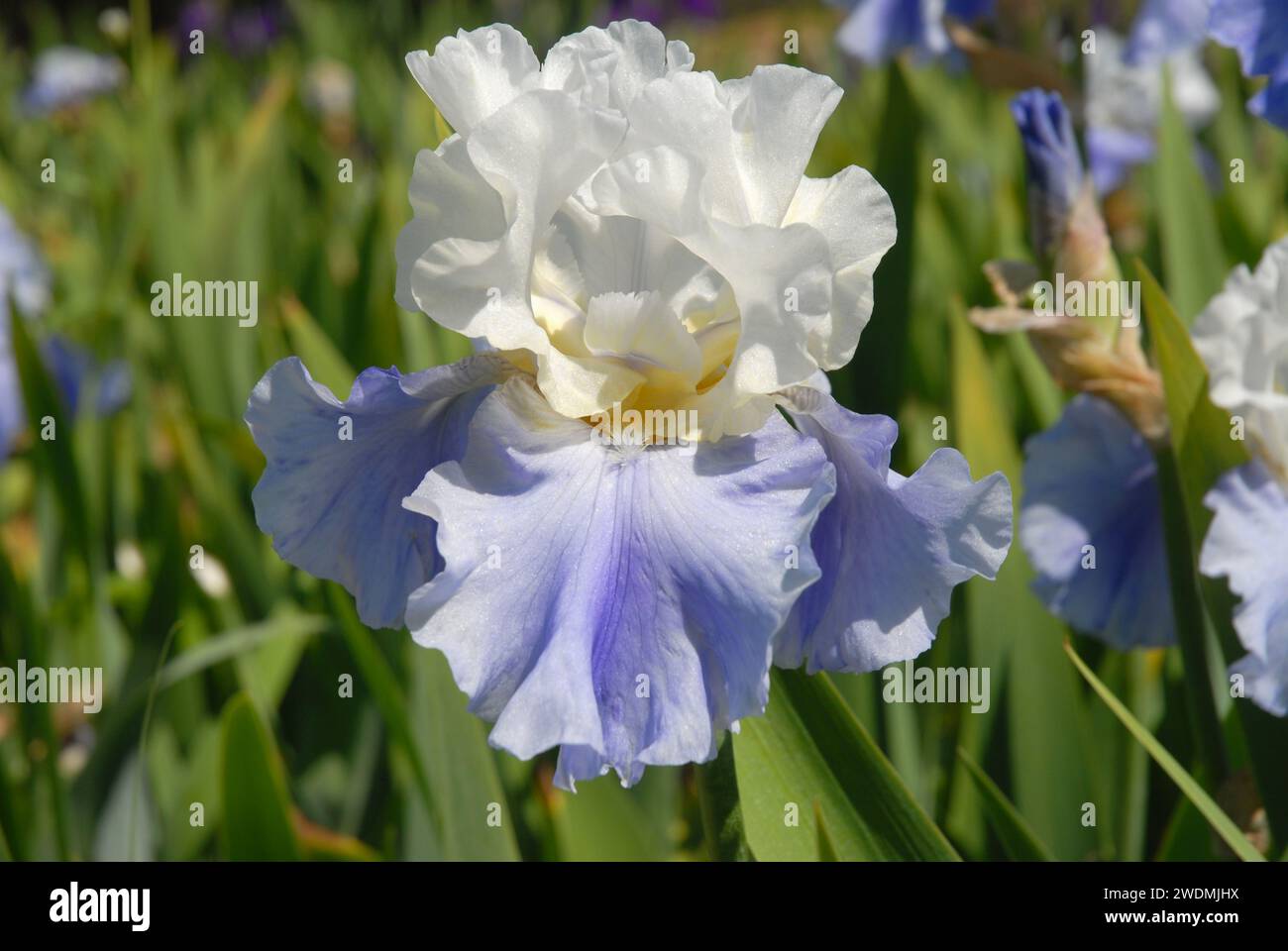Tall bearded iris flower, known as Stairway to Heaven, white and purple with yellow beard Stock Photo
