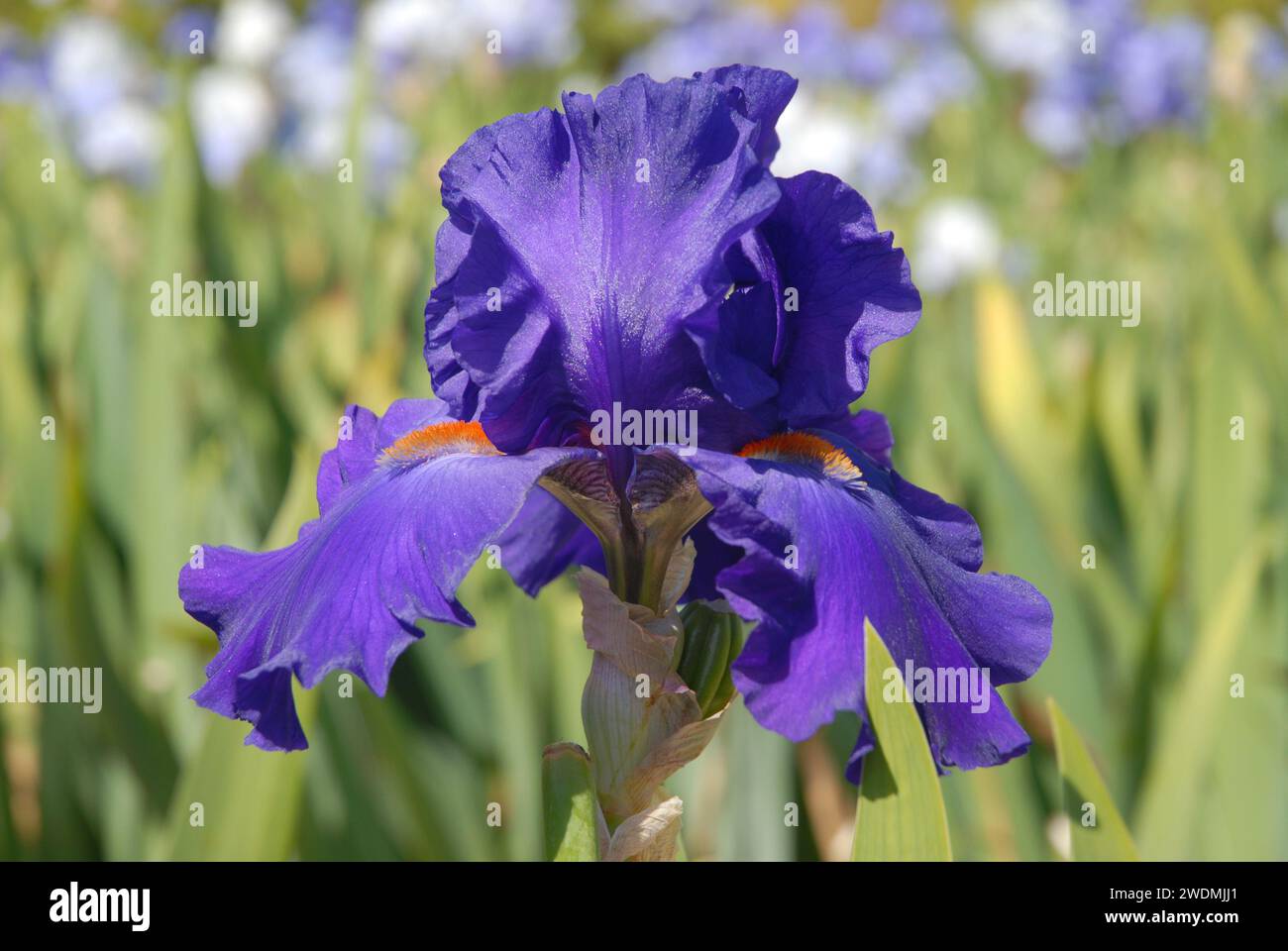 Tall bearded iris flower, Purple with orange beard, known as Paul Black Stock Photo