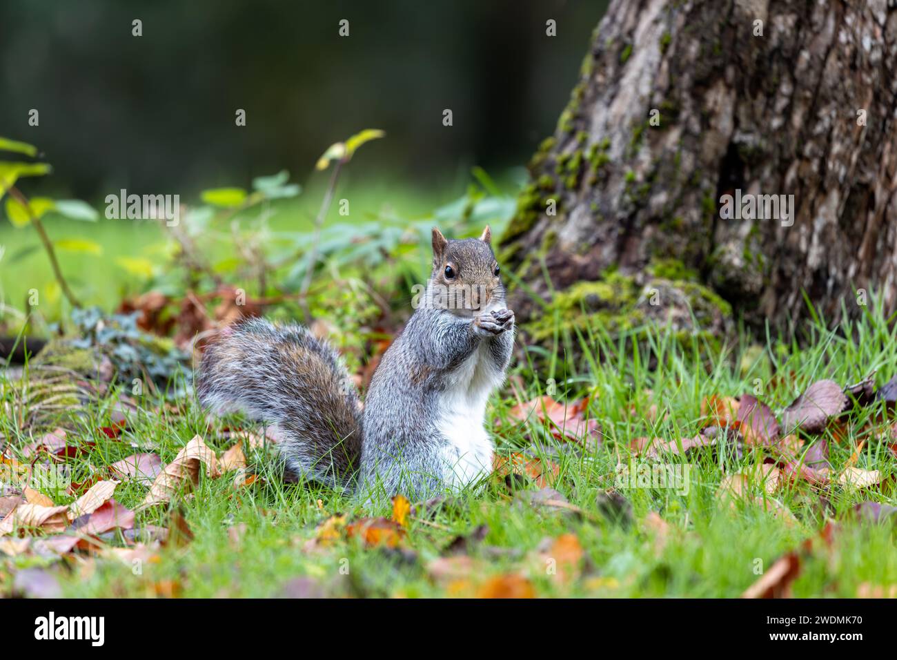 Enchanting grey squirrel (Sciurus carolinensis) captured amid the vibrant flora of National Botanic Gardens, Dublin. A delightful moment in Irish natu Stock Photo