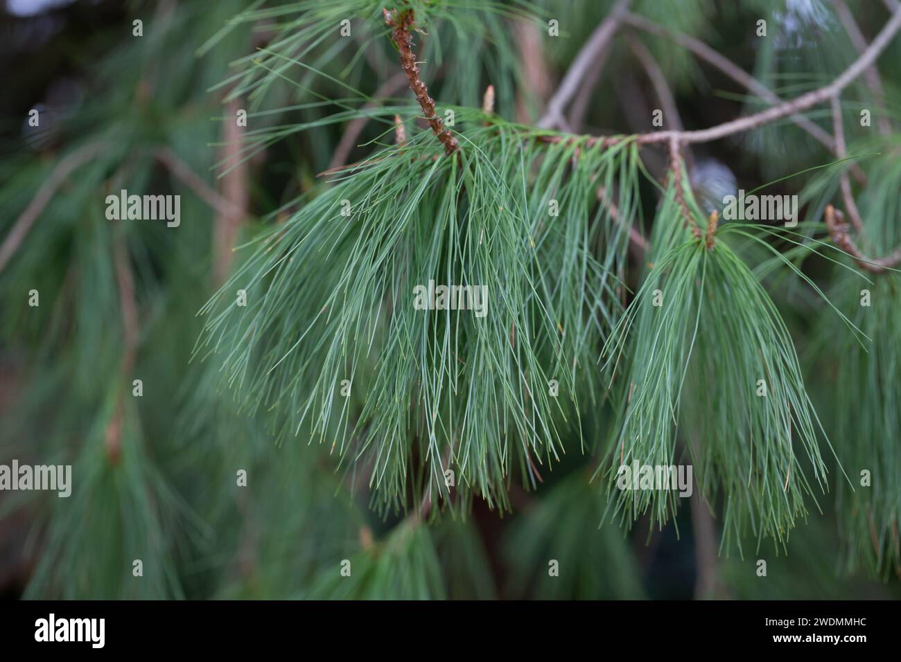 Long-coniferous pine. Pinus leiophylla Schiede ex Schltdl. Commonly known as the thin-leaved pine, it is a species of coniferous trees in the Pine fam Stock Photo