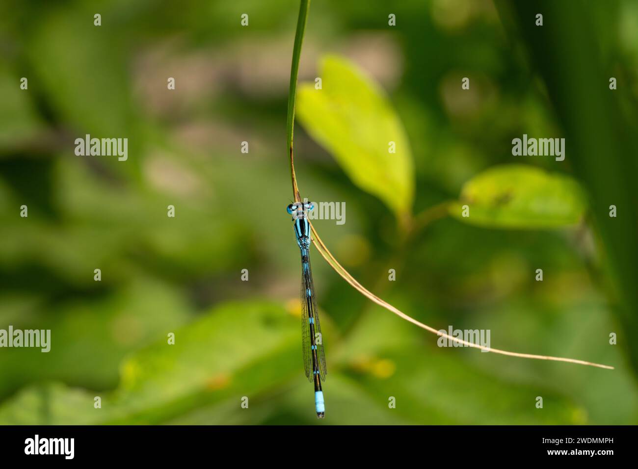 Enallagma cyathigerum Family Coenagrionidae Genus Enallagma Common blue