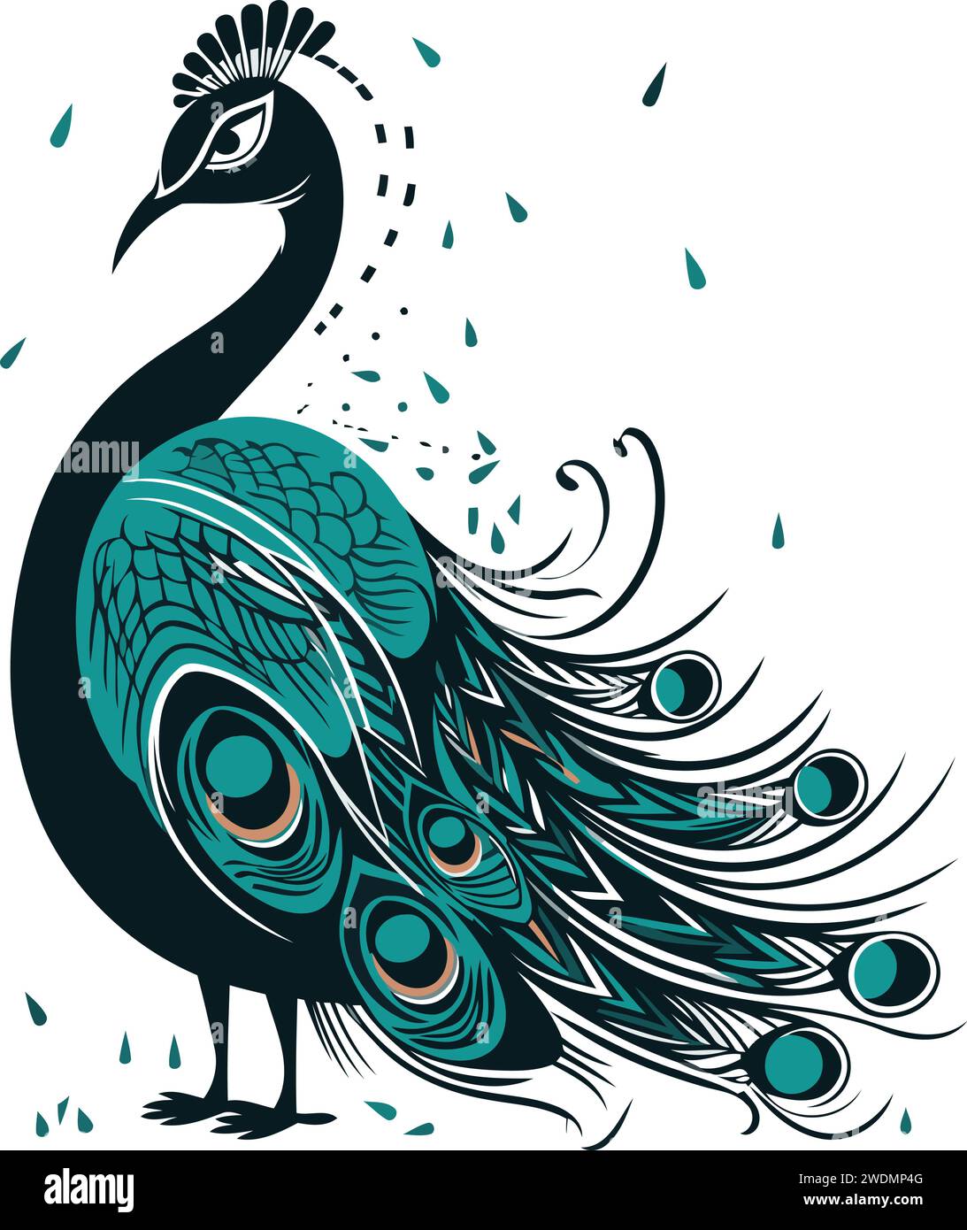 Peacock. Vector illustration. Isolated on white background Stock