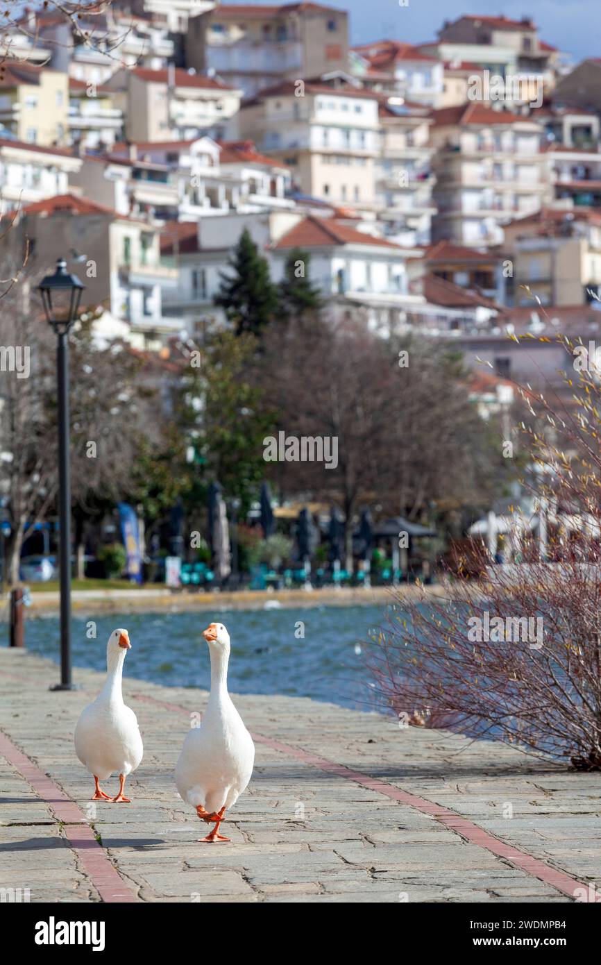 Two geese strolling around on the waterfront of Kastoria town, by the lake Orestiada. Many geese are living here, in harmony with the local people. Stock Photo