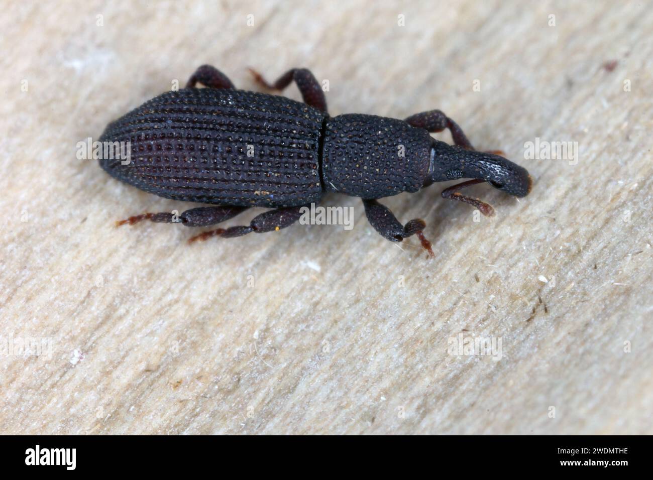A beetle (snout beetles or true weevils, Curculionidae, Cossoninae, Dryotribus)  observed under the bark of a tree on the island of Mauritius. Stock Photo