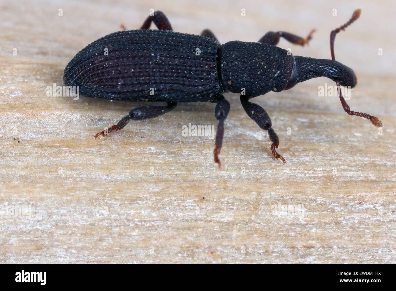 A beetle (snout beetles or true weevils, Curculionidae, Cossoninae, Dryotribus)  observed under the bark of a tree on the island of Mauritius. Stock Photo