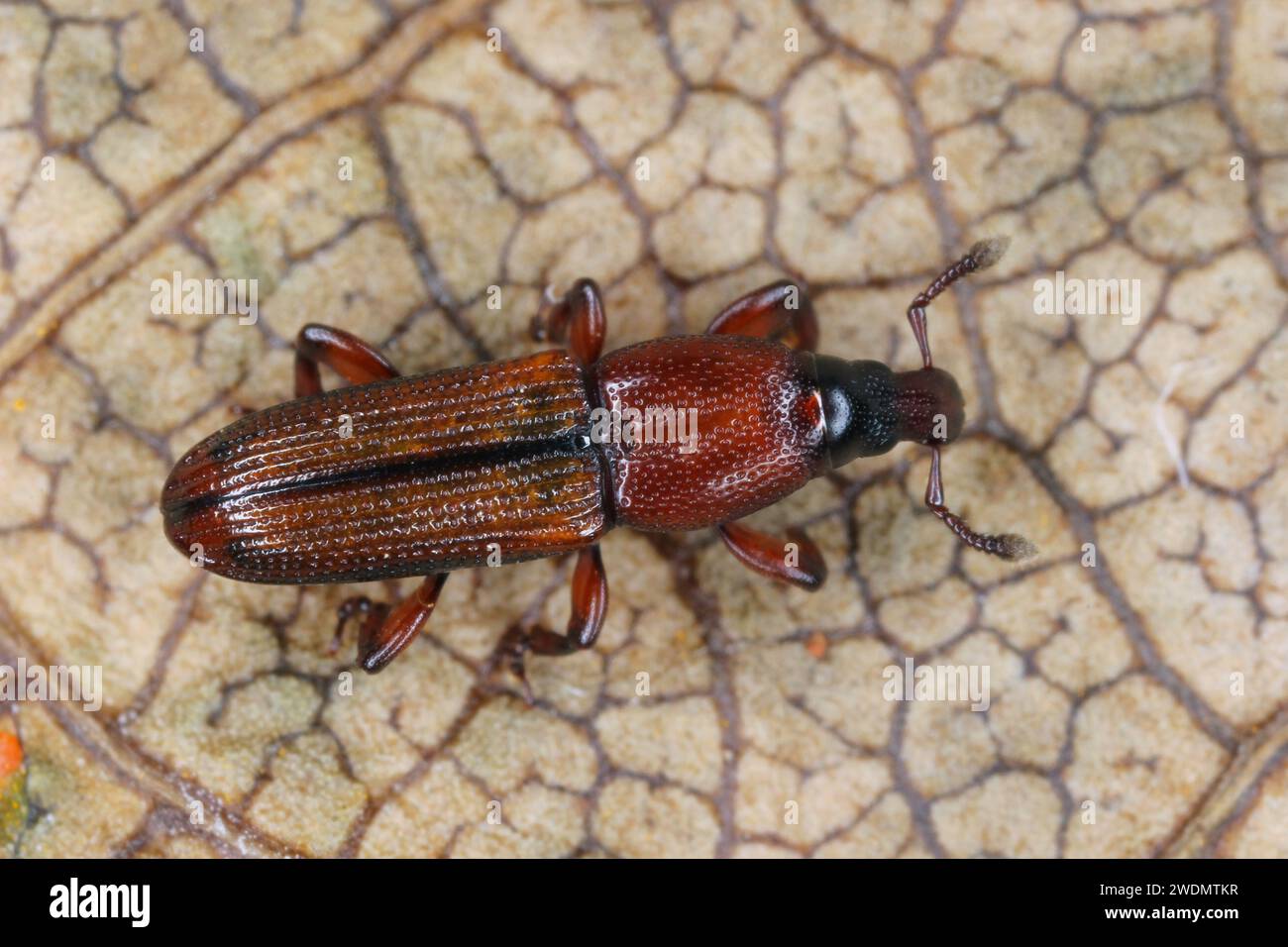 A beetle (snout beetles or true weevils, Curculionidae, Cossoninae)  observed under the bark of a tree on the island of Mauritius. Stock Photo