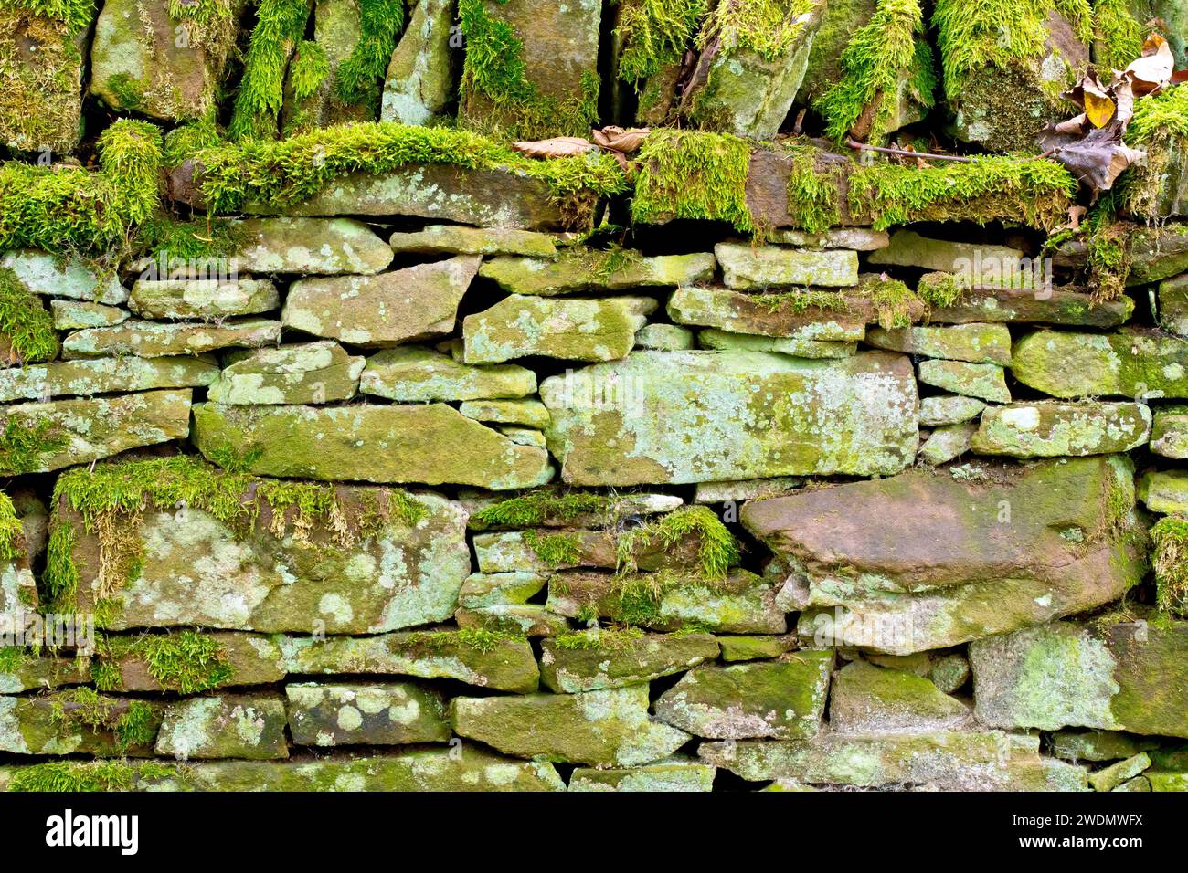 Close up of a section of an old dry stone wall, or dry stane dyke, overgrown with mosses and various lichens. Stock Photo