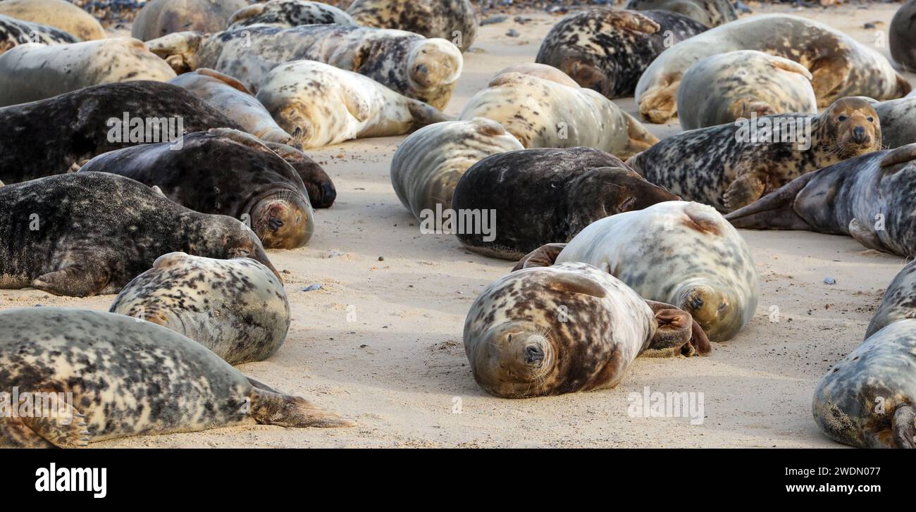 A Grey Seal colony on the beach at Horsey Gap, Norfolk, UK Stock Photo