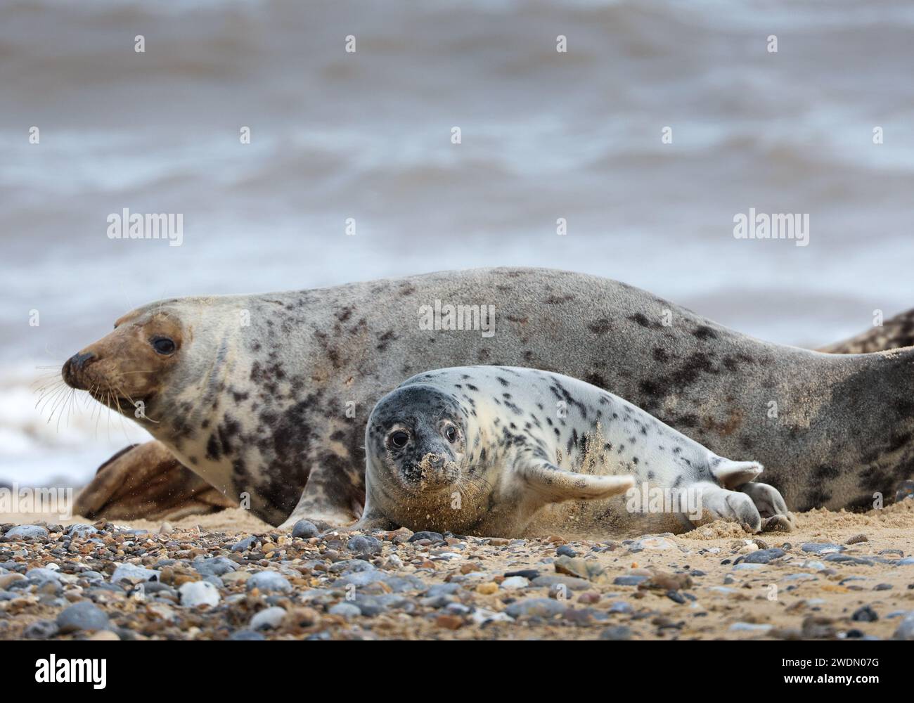 A Grey Seal pup and it’s mother on the beach at Horsey Gap, Norfolk, UK Stock Photo