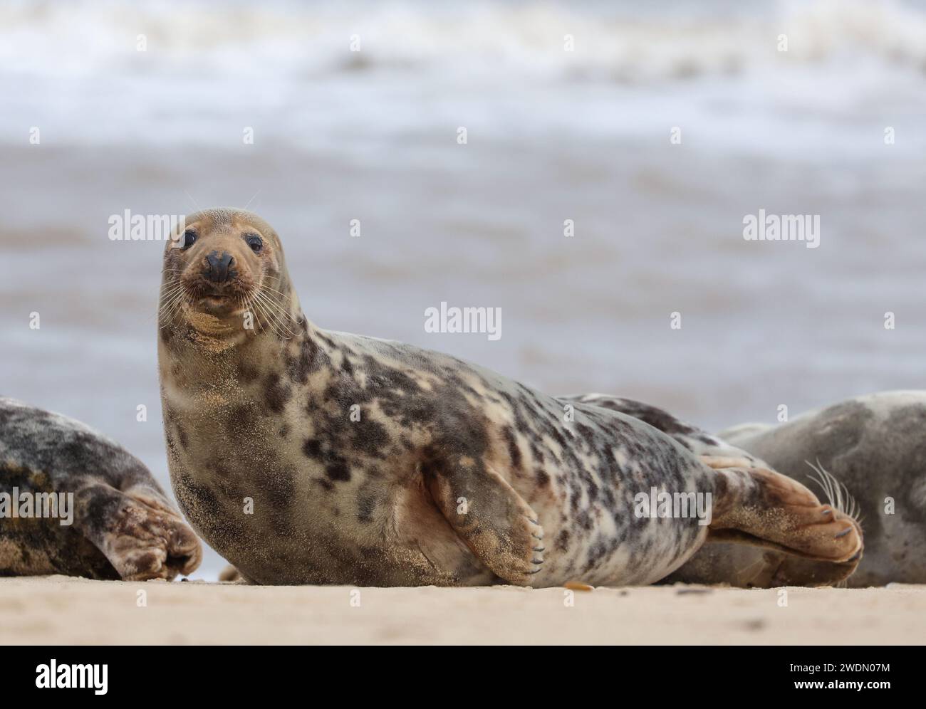 A Grey Seal on the beach at Horsey Gap, Norfolk, UK Stock Photo