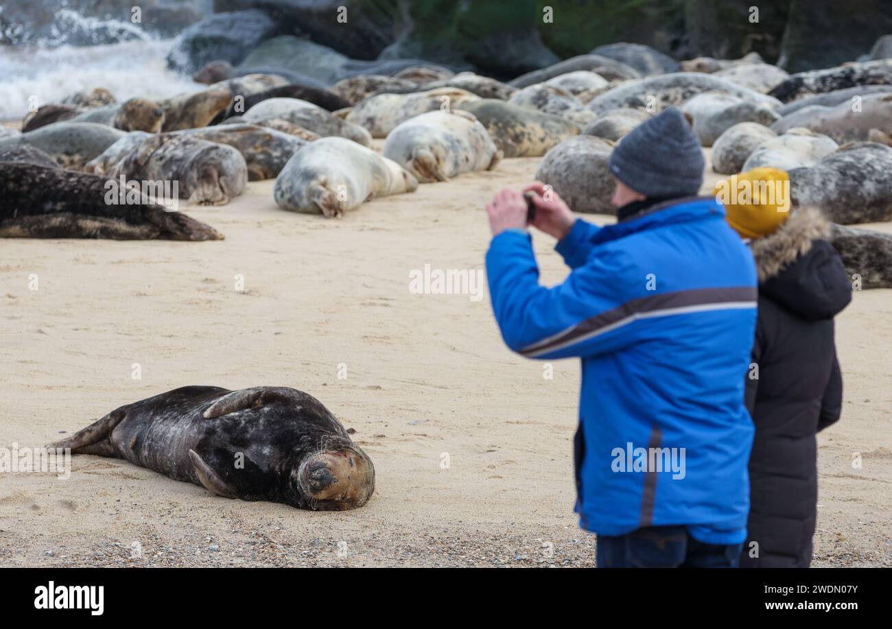 Visitors to the beach at Horsey Gap in Norfolk watching the Grey Seal colony. Stock Photo