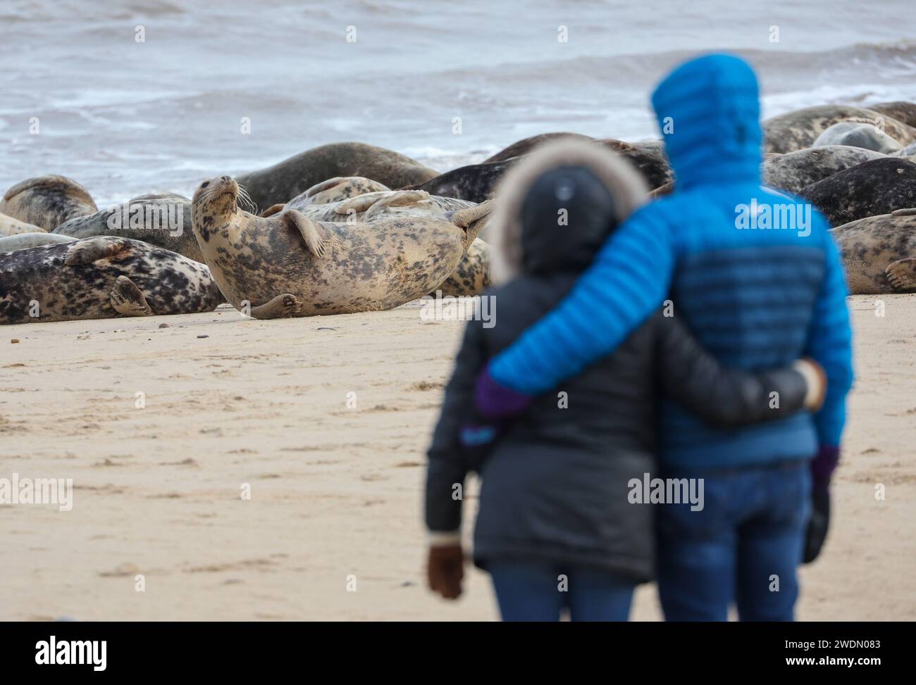 Visitors to the beach at Horsey Gap in Norfolk watching the Grey Seal colony. Stock Photo