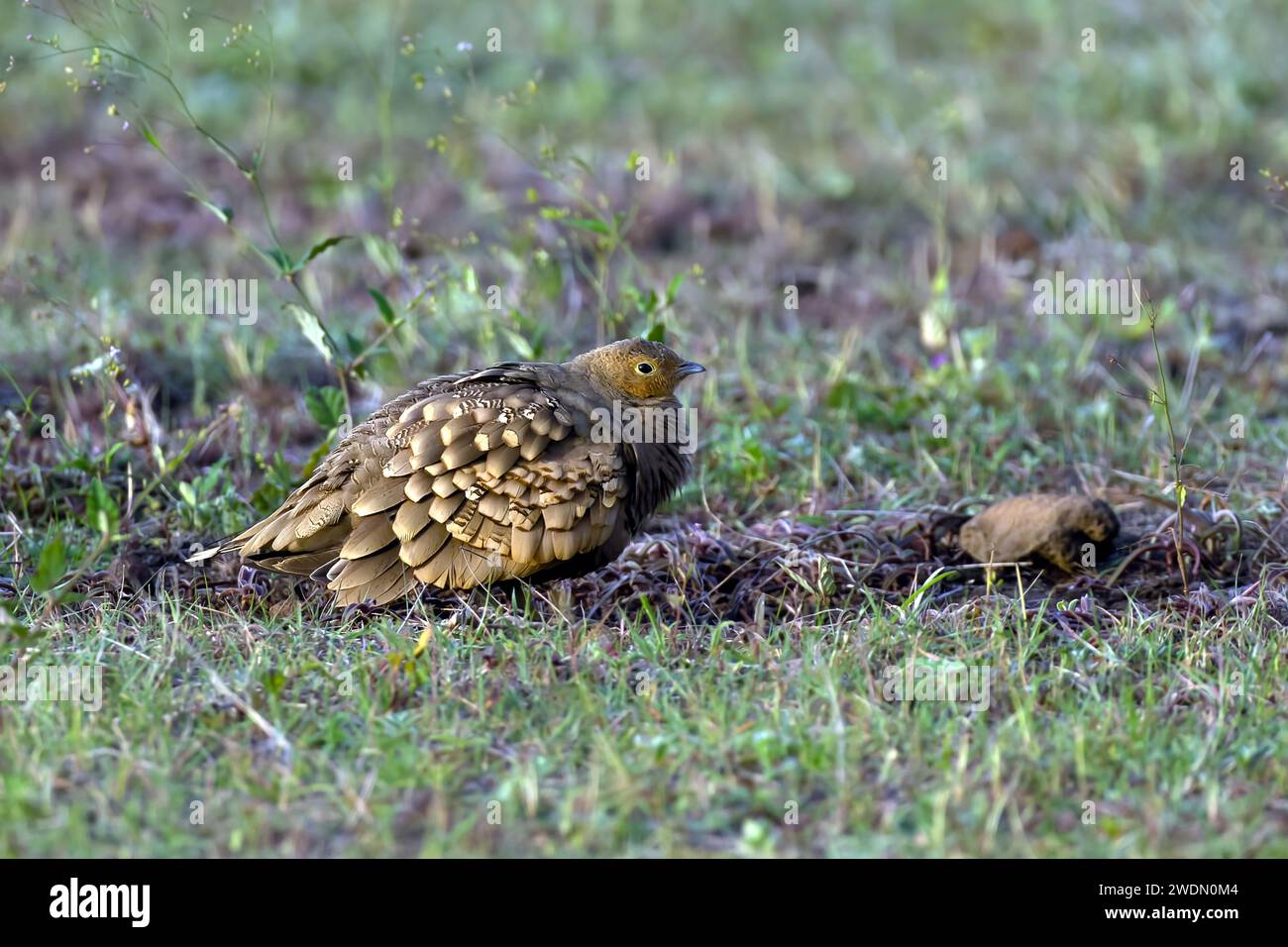 An avian species, characterized by vibrant yellow and brown plumage, is captured in a natural habitat amidst a lush bed of verdant grass Stock Photo