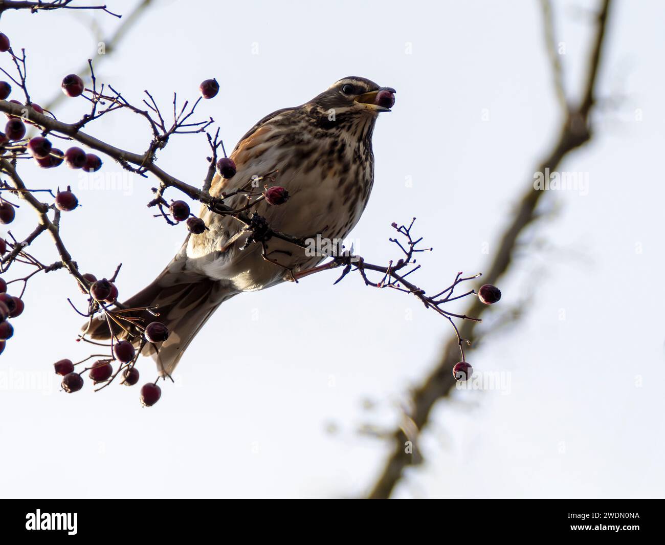Redwing In tree feeding on Berries In UK, England Stock Photo