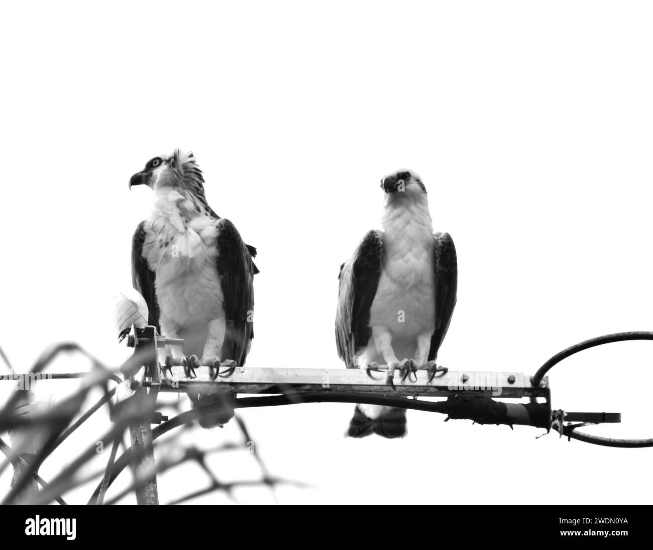 A couple of Osprey (Pandion haliaetus), also called sea hawk, river ...