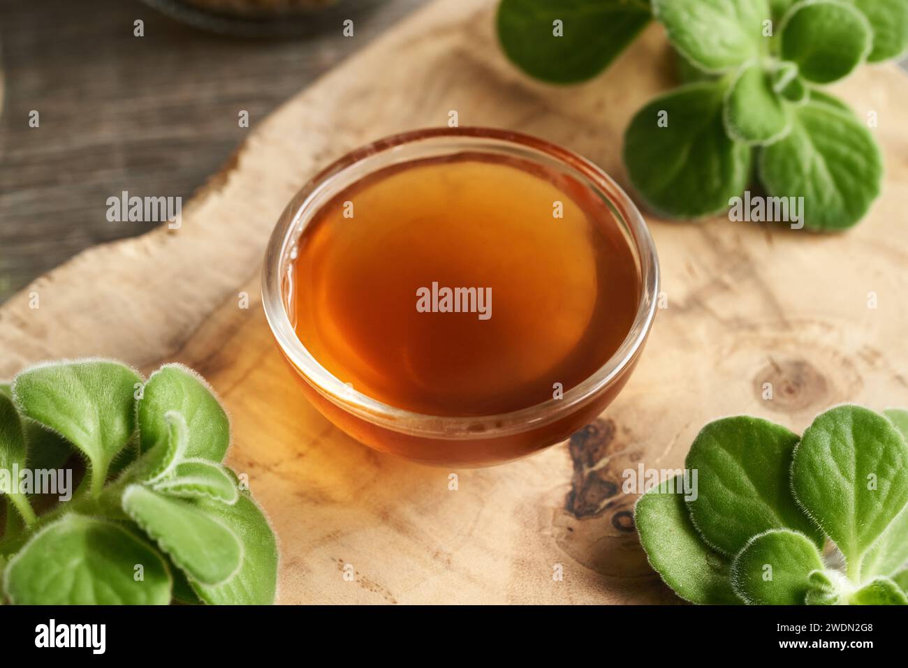 A bowl of homemade Plectranthus amboinicus syrup with fresh leaves Stock Photo