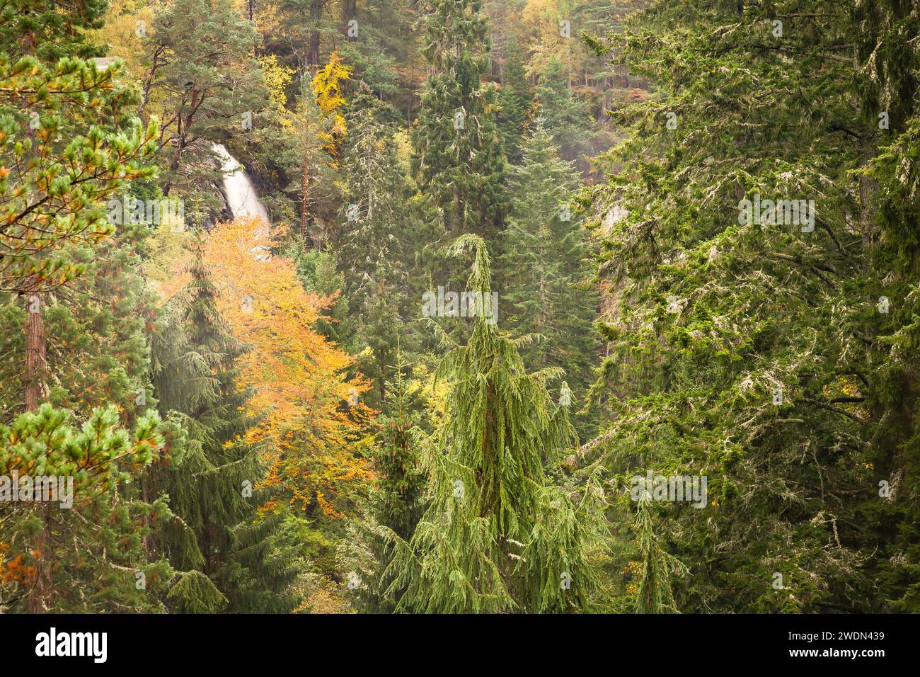 Plodda Falls waterfall in forest in autumn. Scottish highlands landscape, Scotland, UK Stock Photo