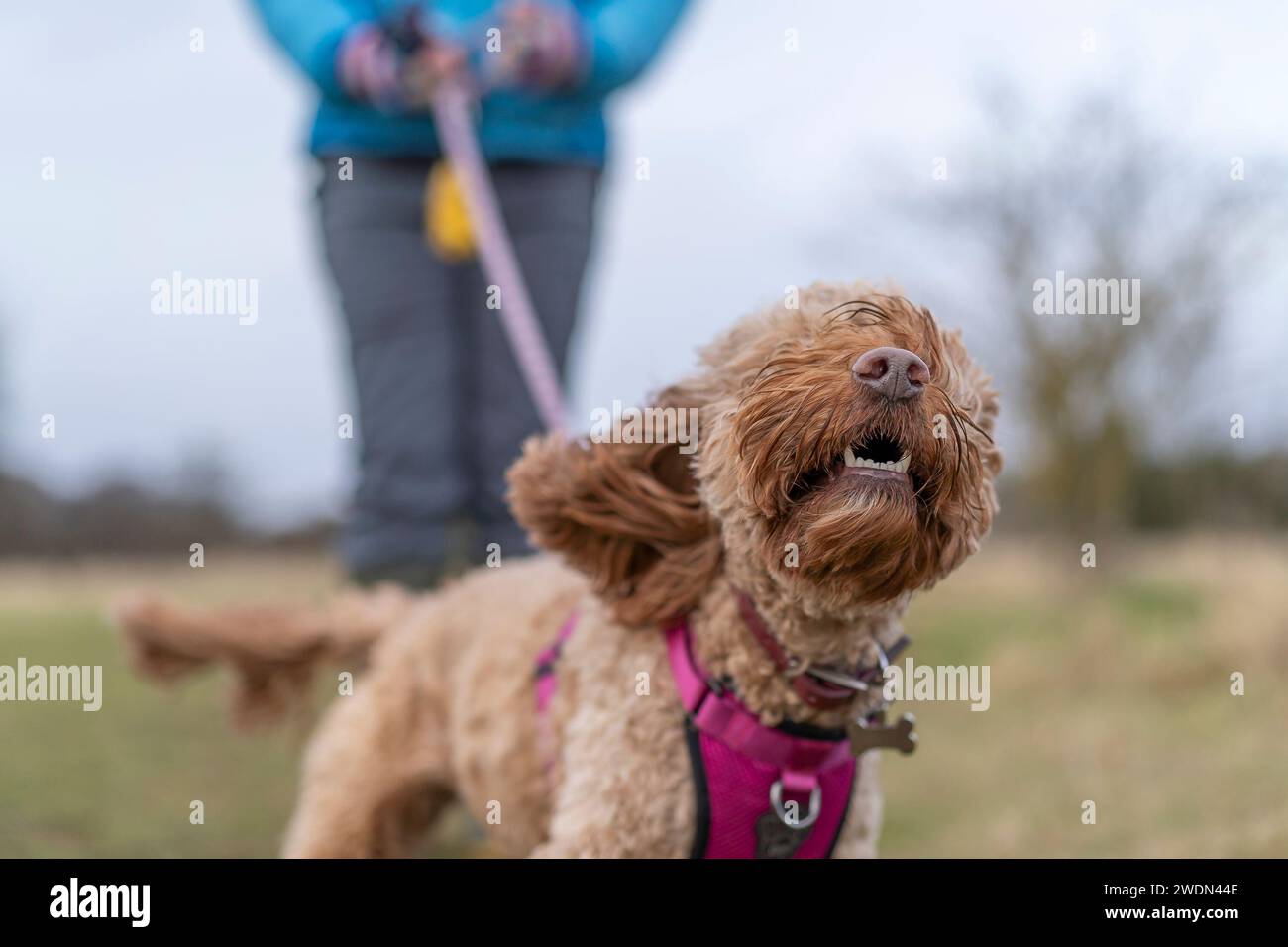 Kidderminster, UK. 21st January, 2024. UK weather late afternoon dog walkers notice strong