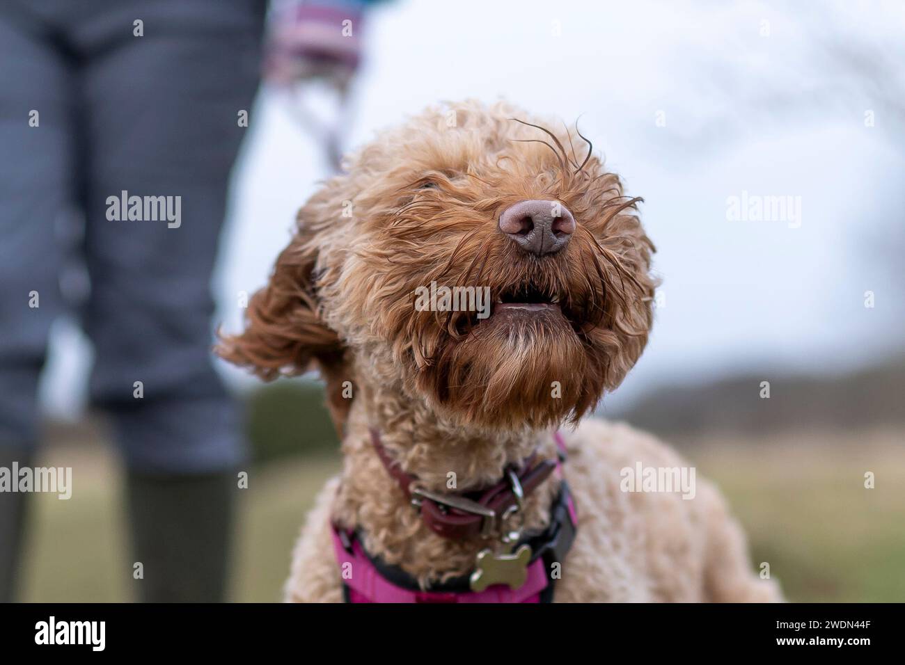 Kidderminster, UK. 21st January, 2024. UK weather late afternoon dog walkers notice strong