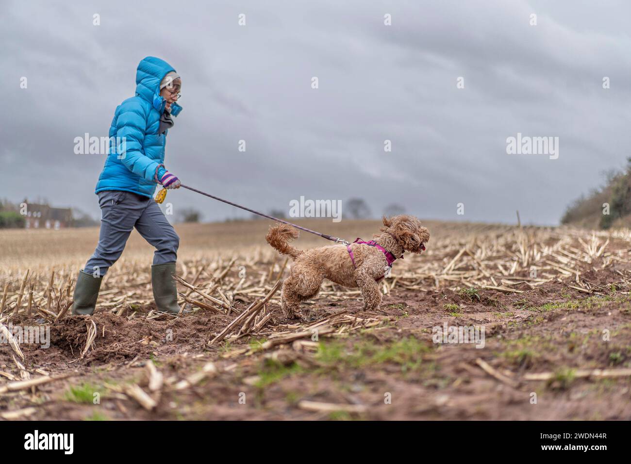 Kidderminster, UK. 21st January, 2024. UK weather Late afternoon dog walkers notice strong