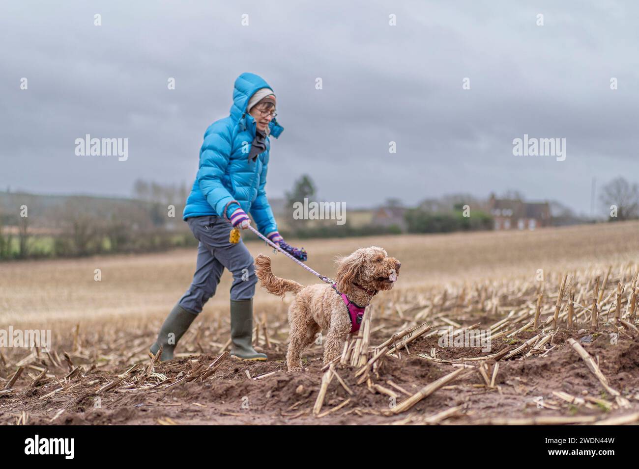 Kidderminster, UK. 21st January, 2024. UK weather: Late afternoon dog walkers notice strong winds gathering speed as Storm Isha hits the UK. Credit: Lee Hudson/Alamy Live News Stock Photo