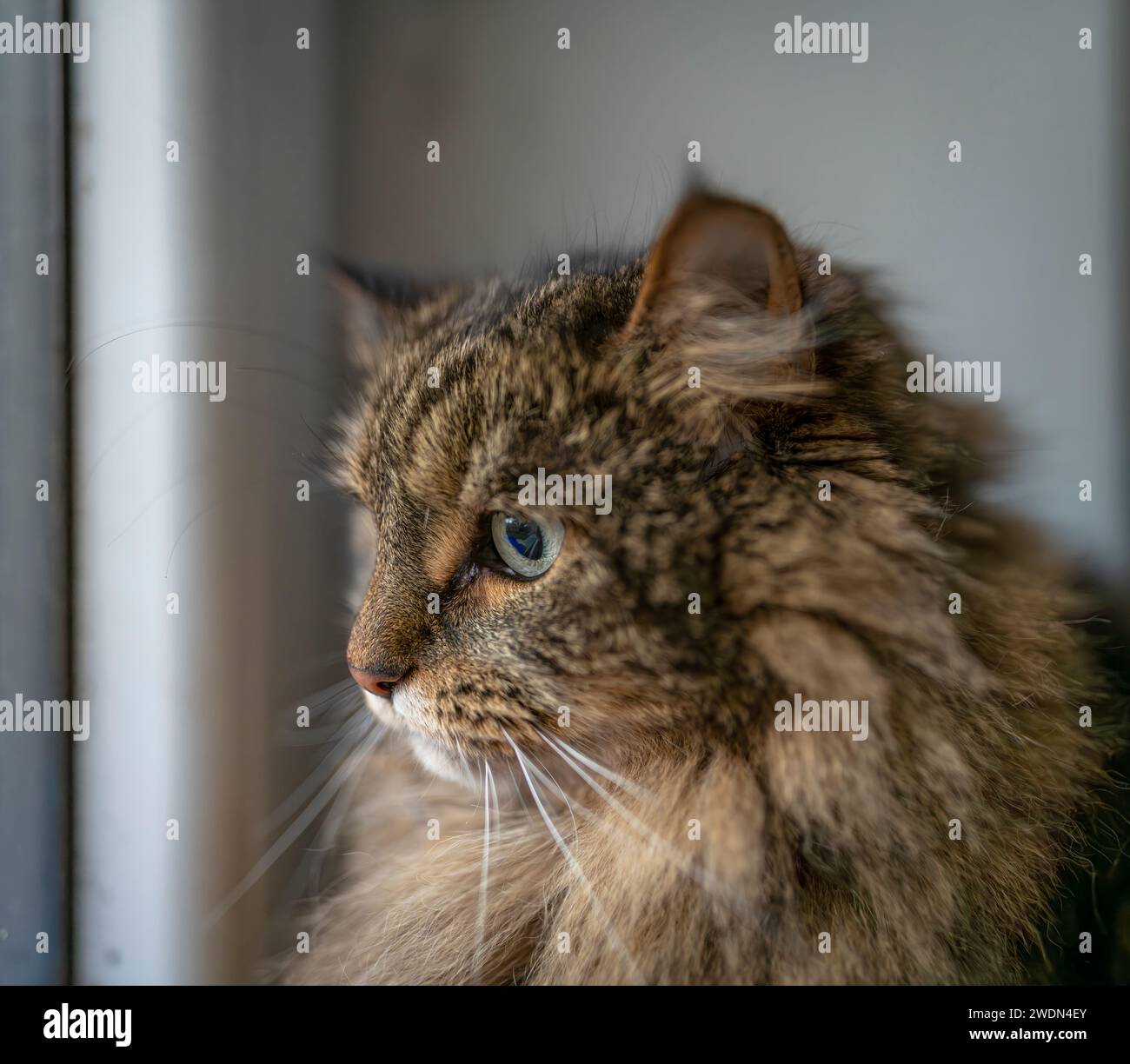 Brown tabby cat with green eyes near dirty window Stock Photo - Alamy