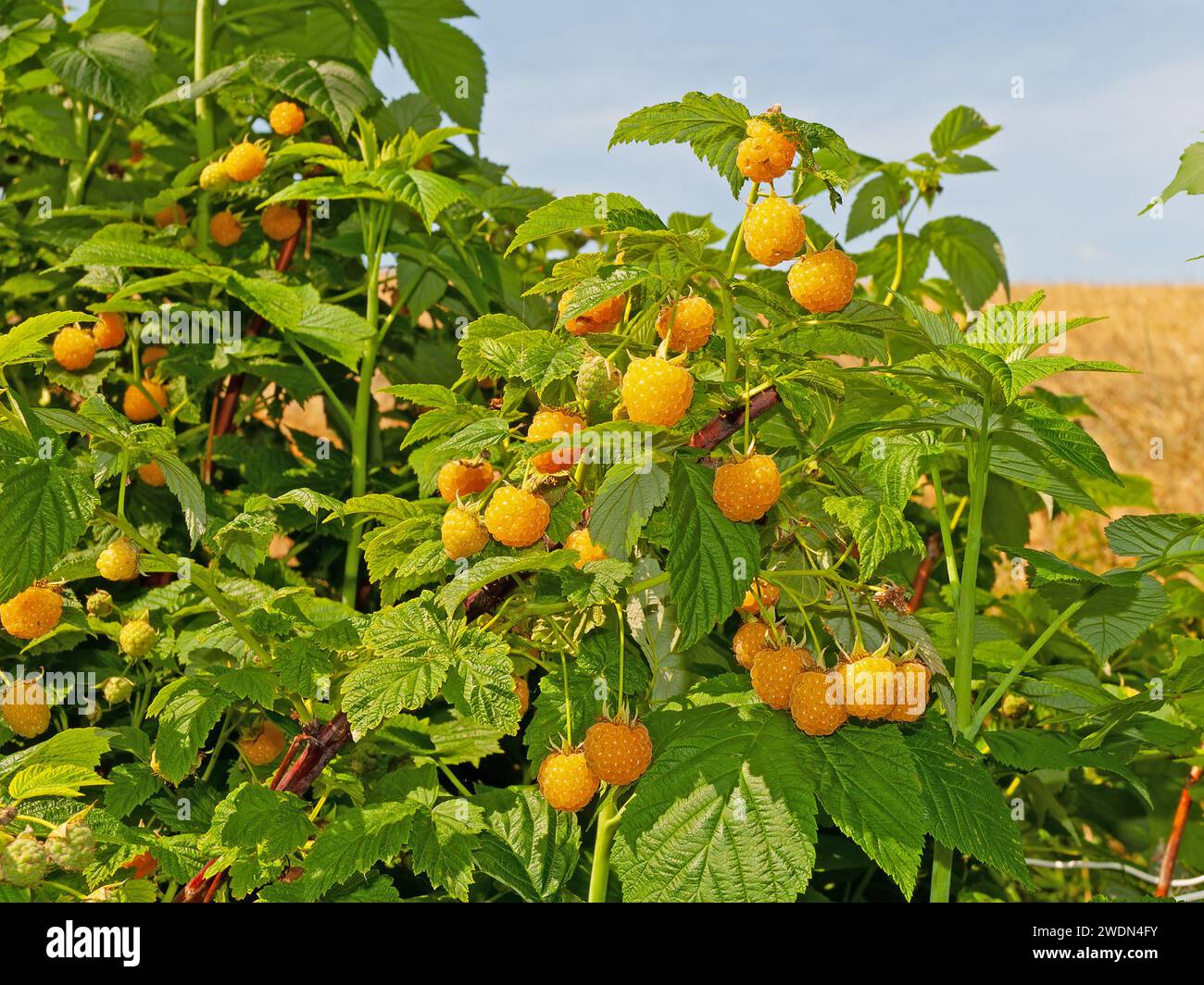Yellow Rasperries Yellow ripe hi-res stock photography and images - Alamy