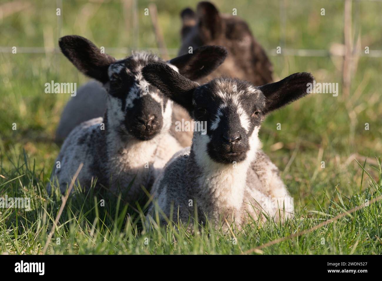 Twin Lambs Lying Down Resting in a Field in Spring Stock Photo - Alamy