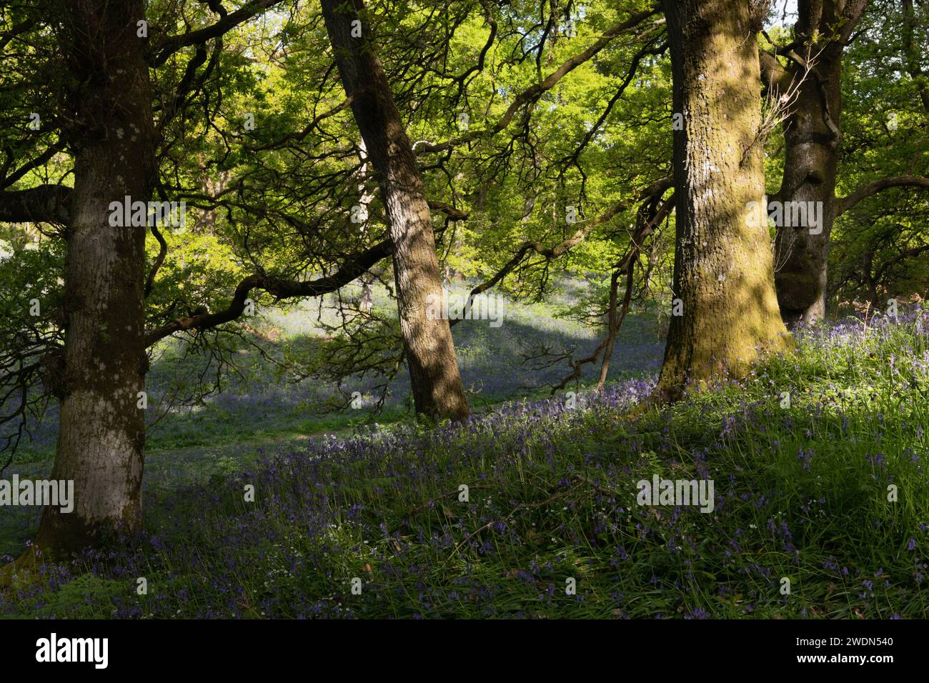 A Secluded Hollow, or Dell, Covered with Native Bluebells (Hyacinthoides Non-scripta) in the Ancient Oak Woodland at Kinclaven Bluebell Woods Stock Photo