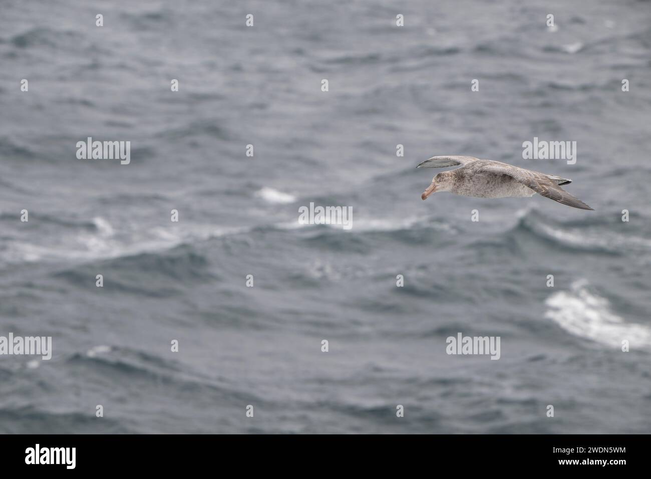Northern Giant Petrel, Macronectes halli, flying over South Atlantic ocean, large powerful predatory seabird Stock Photo