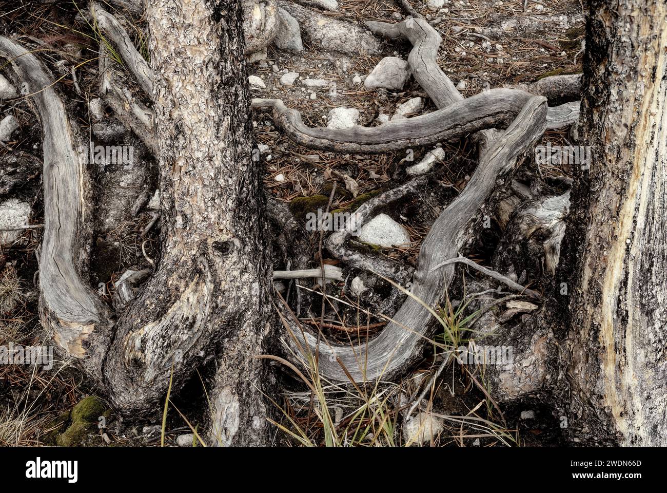 Forest floor details showing tangled roots Stock Photo