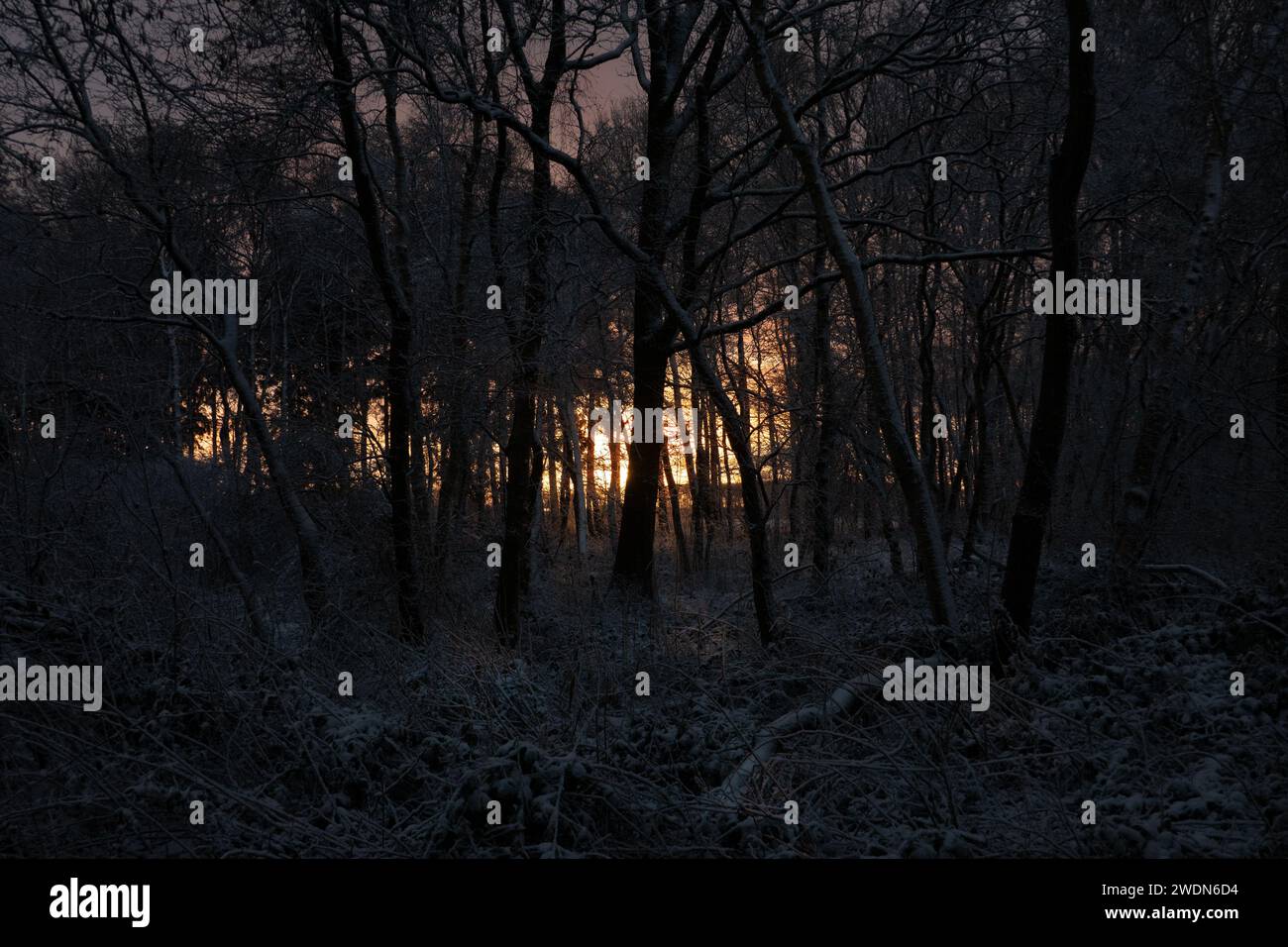 Swampy snow-covered forest at sunrise: silhouettes of trees against an orange sky Stock Photo