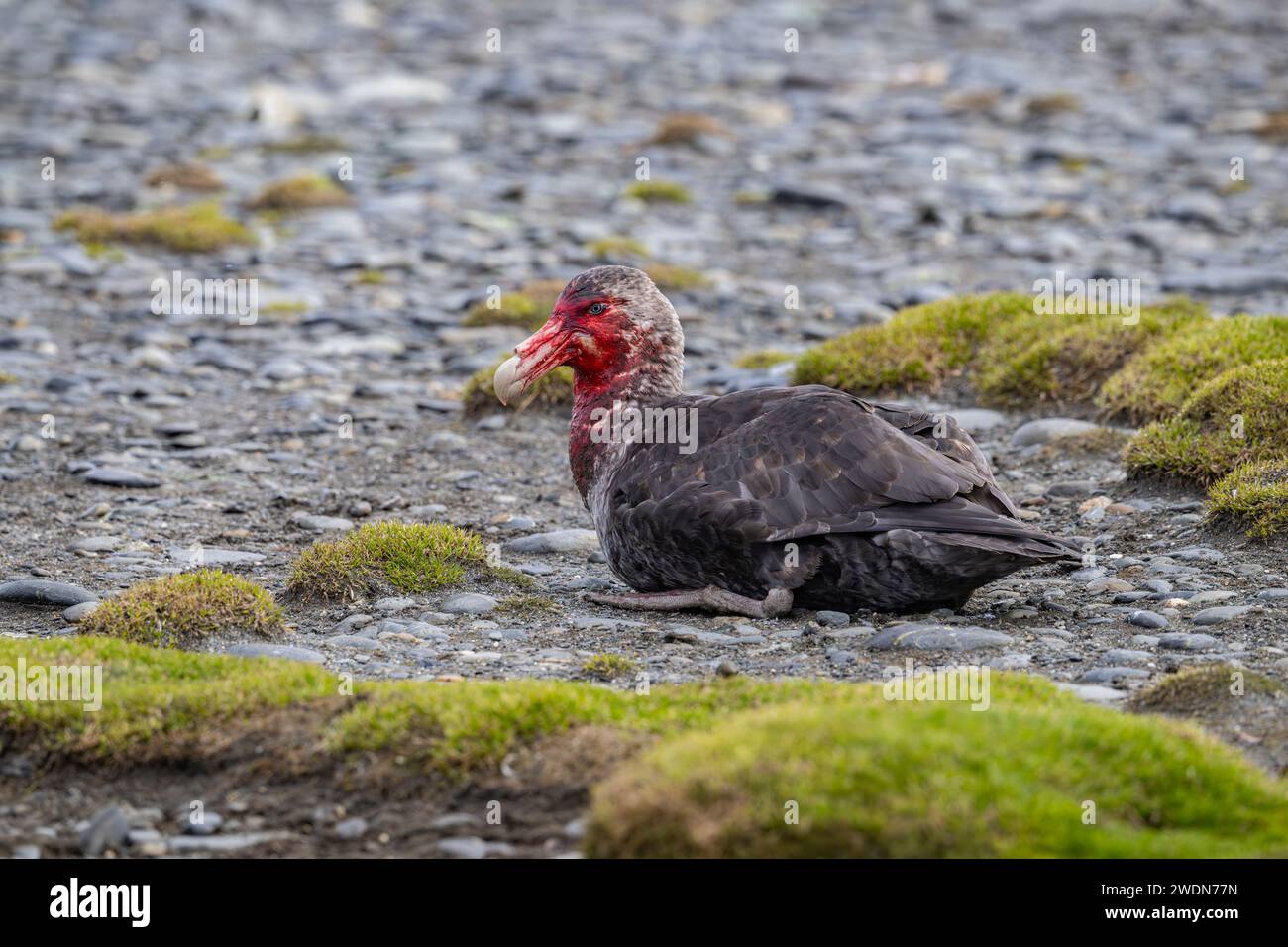 Predator Southern Giant Petrel, Macronectes giganteus, covered in blood