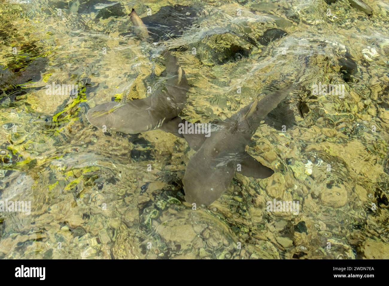 Baby lemon sharks in a bay in Cape Verde Stock Photo Alamy