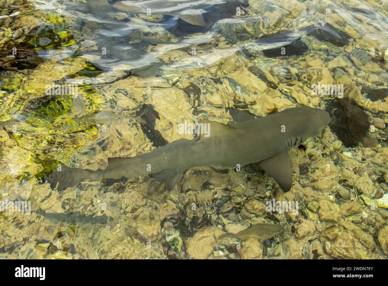 Shark dorsal fins hires stock photography and images Alamy