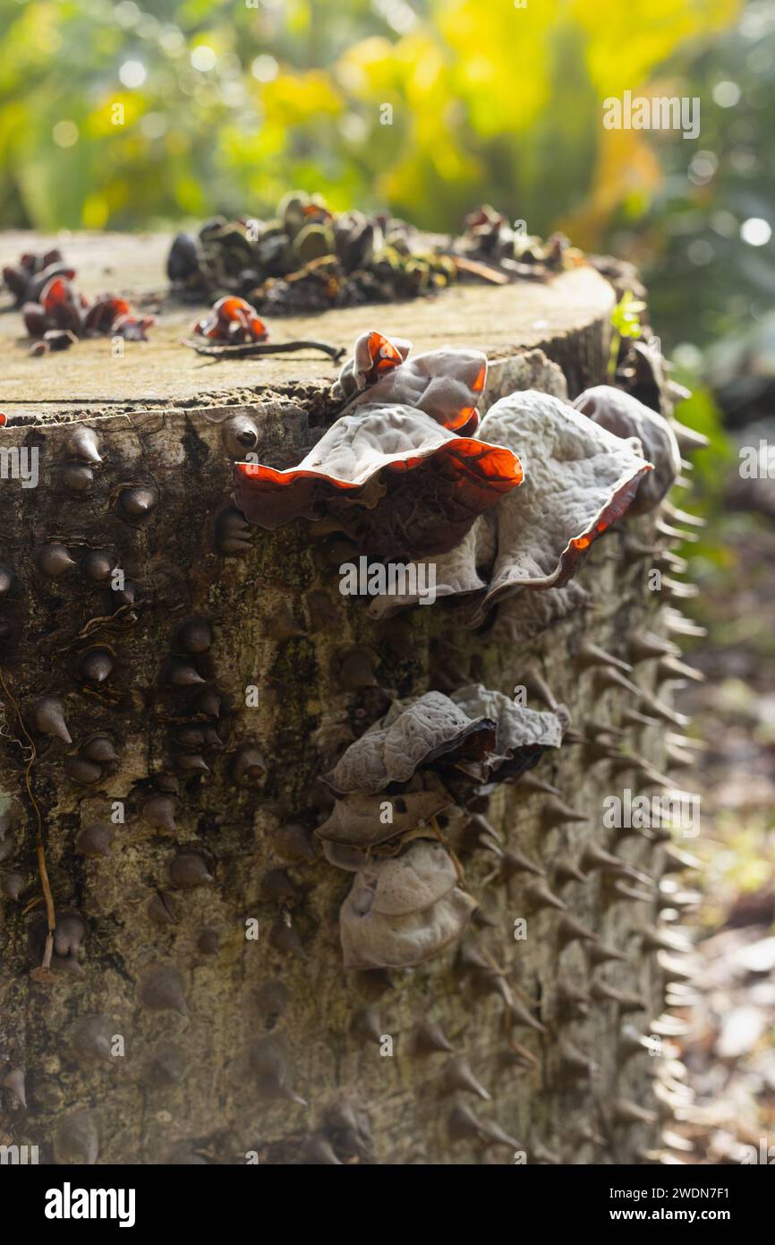 Fungi growing on the stump of a silk floss tree. Stock Photo