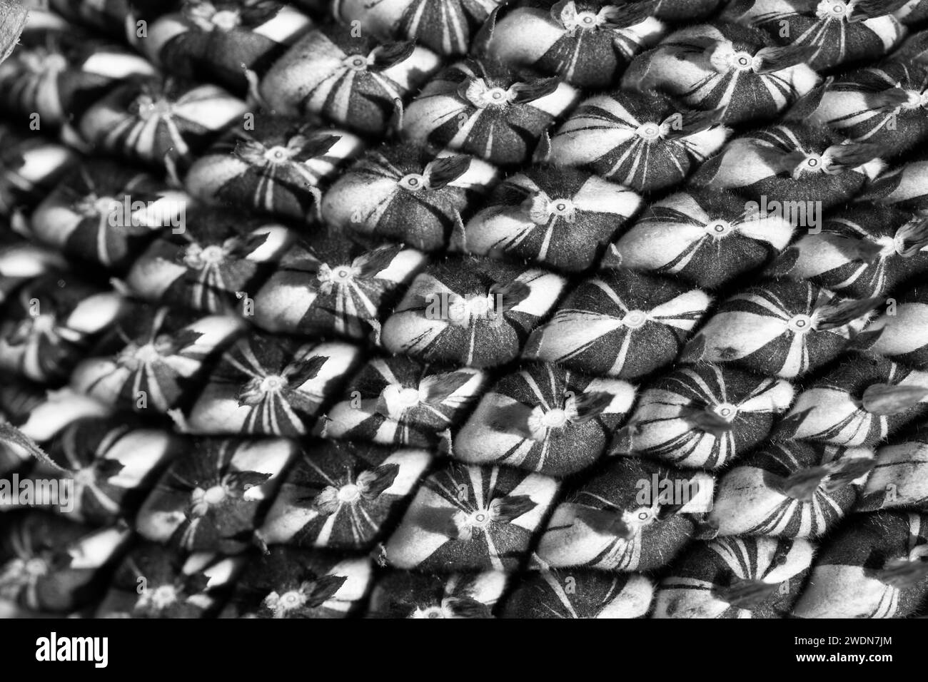 A black and white closeup of sunflower seeds growing in the centre of