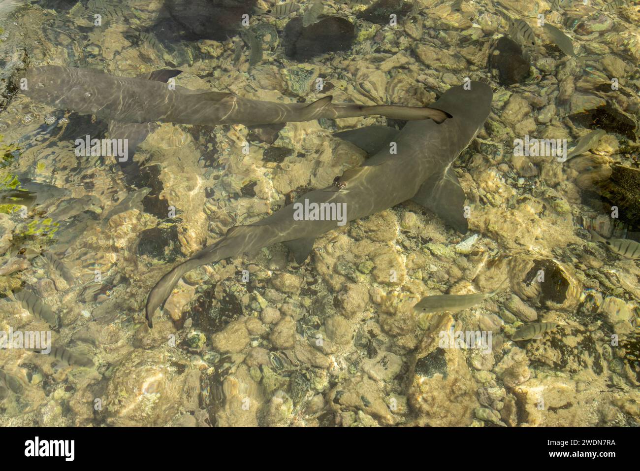 Baby lemon sharks in a bay in Cape Verde Stock Photo Alamy