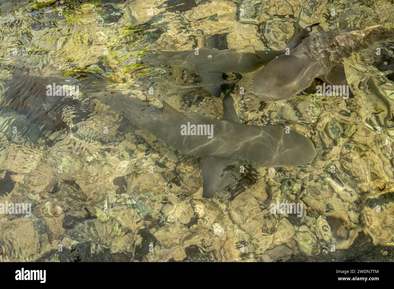 Baby lemon shark hi-res stock photography and images - Alamy