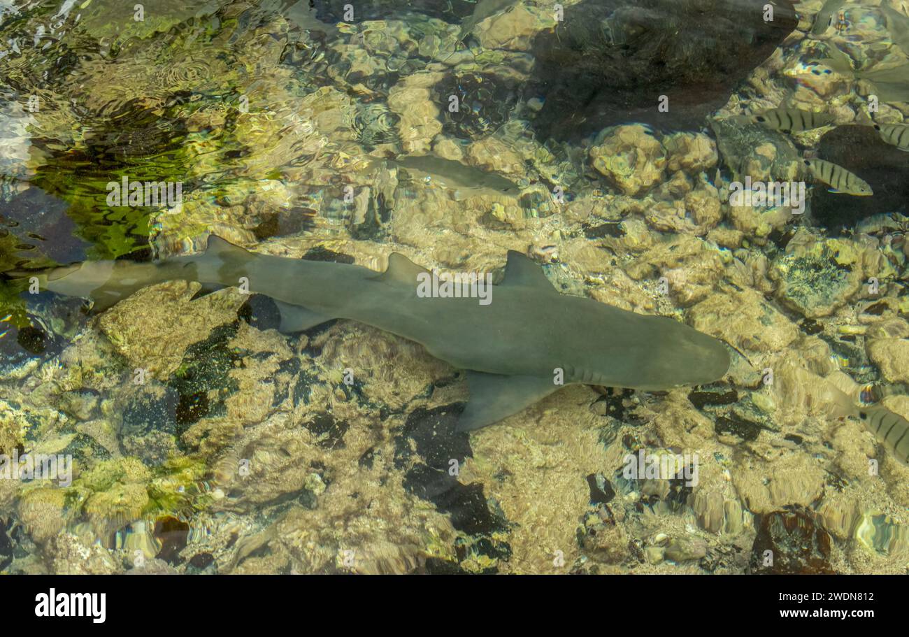 Baby lemon sharks in a bay in Cape Verde Stock Photo Alamy