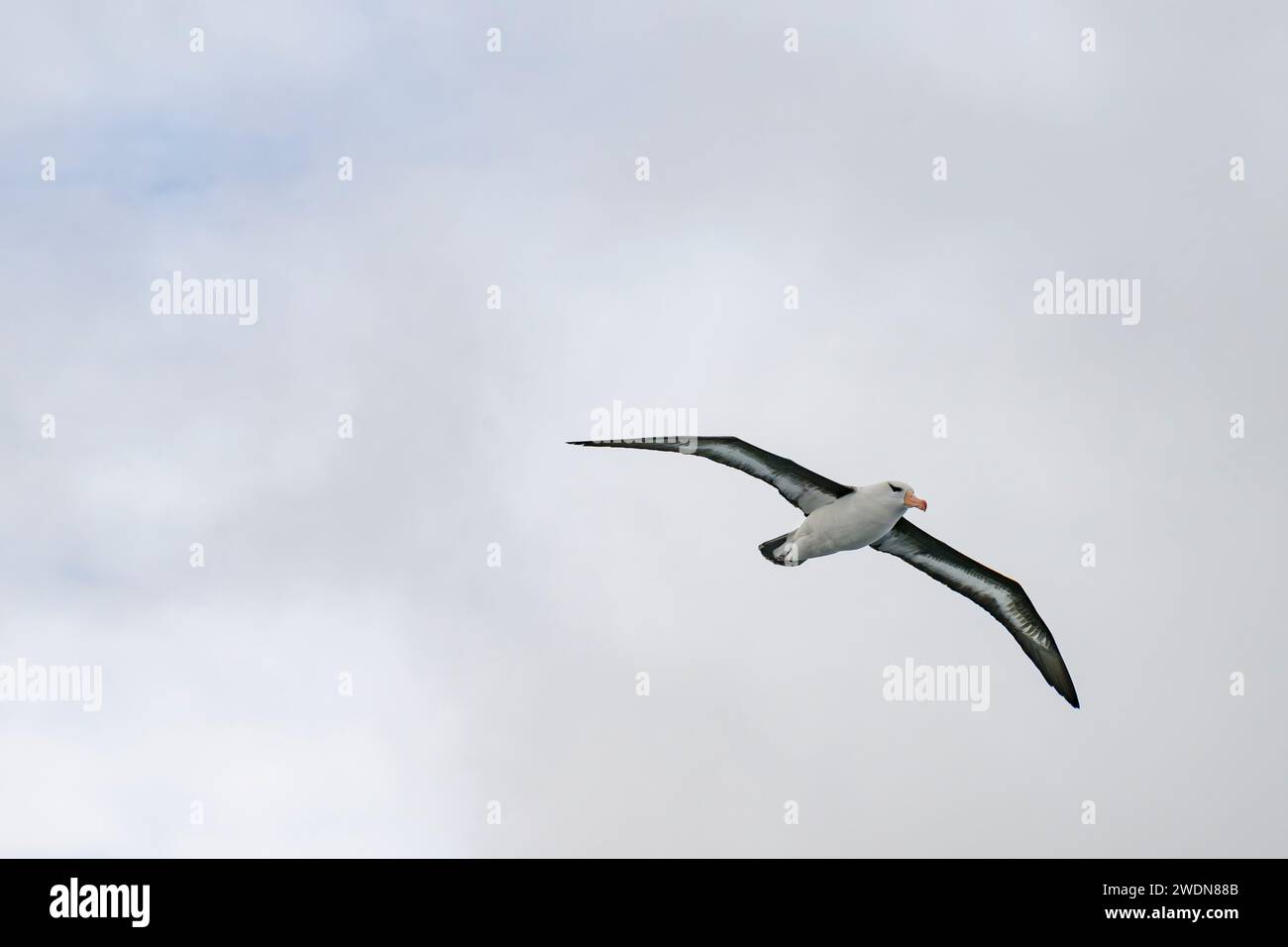 Black-Browed Albatross, Thalassarche melanophris, flying over South Atlantic Ocean, large seabird of Albatross family, beautiful bird, elegant flyer Stock Photo