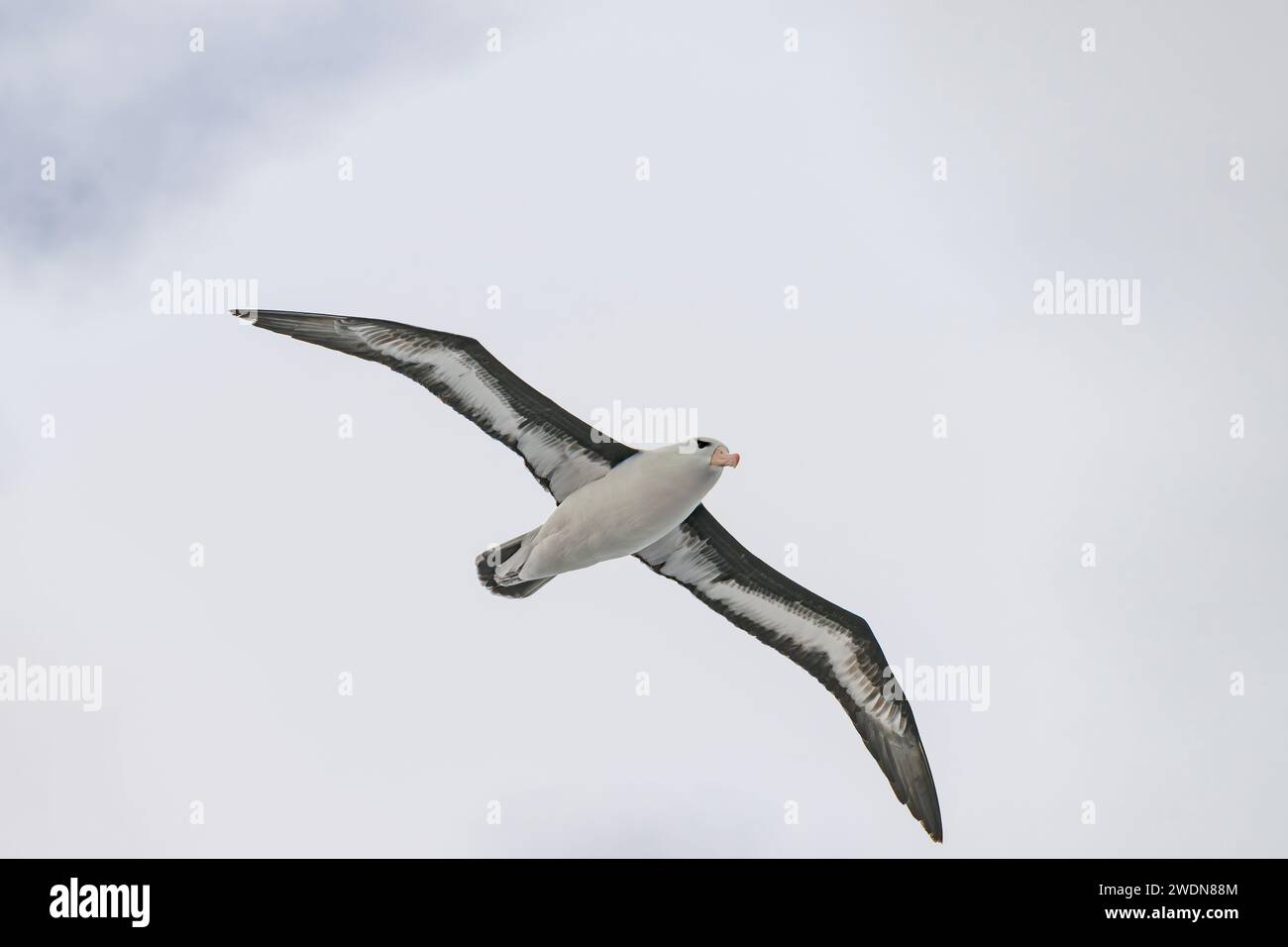 Black-Browed Albatross, Thalassarche melanophris, flying over South Atlantic Ocean, large seabird of Albatross family, beautiful bird, elegant flyer Stock Photo