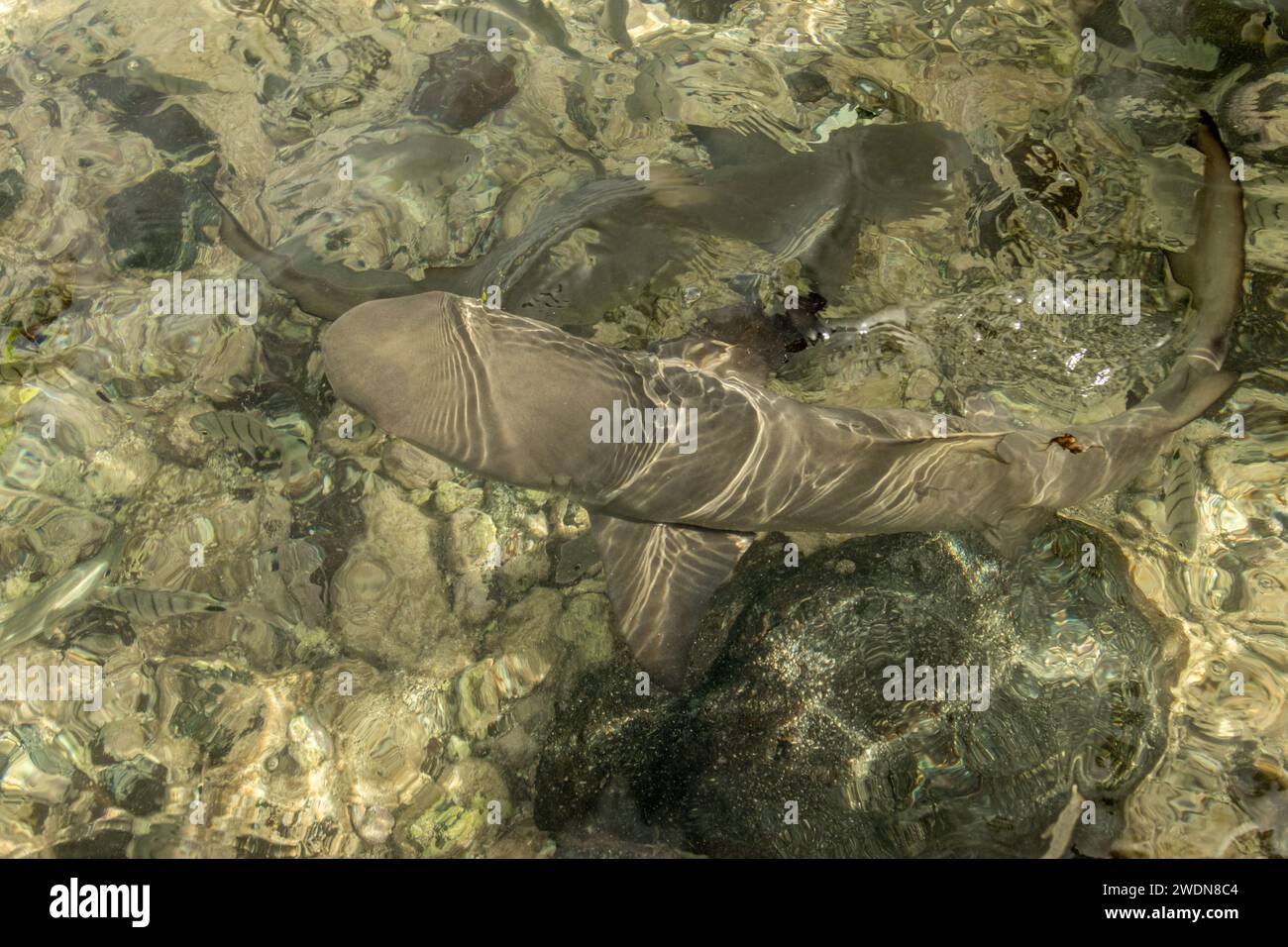 Baby lemon shark hi-res stock photography and images - Alamy