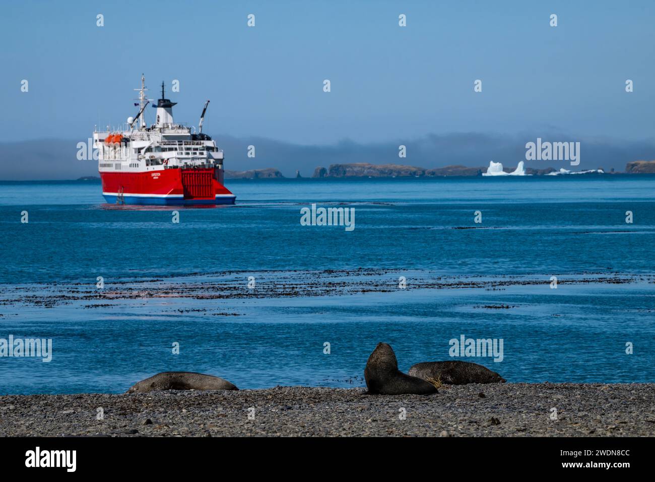 Antarctic Fur Seal, Arctocephalus gazella, on the beach at Rosita Harbor, Expedition ship in background Stock Photo
