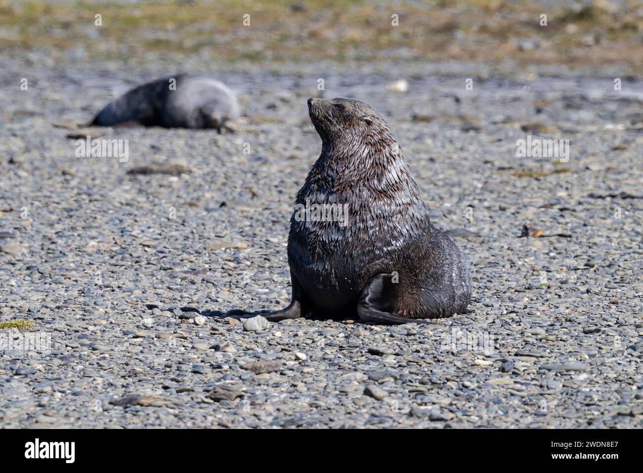 Antarctic Fur Seal, Arctocephalus gazella, on the beach at Rosita Harbor, Stock Photo
