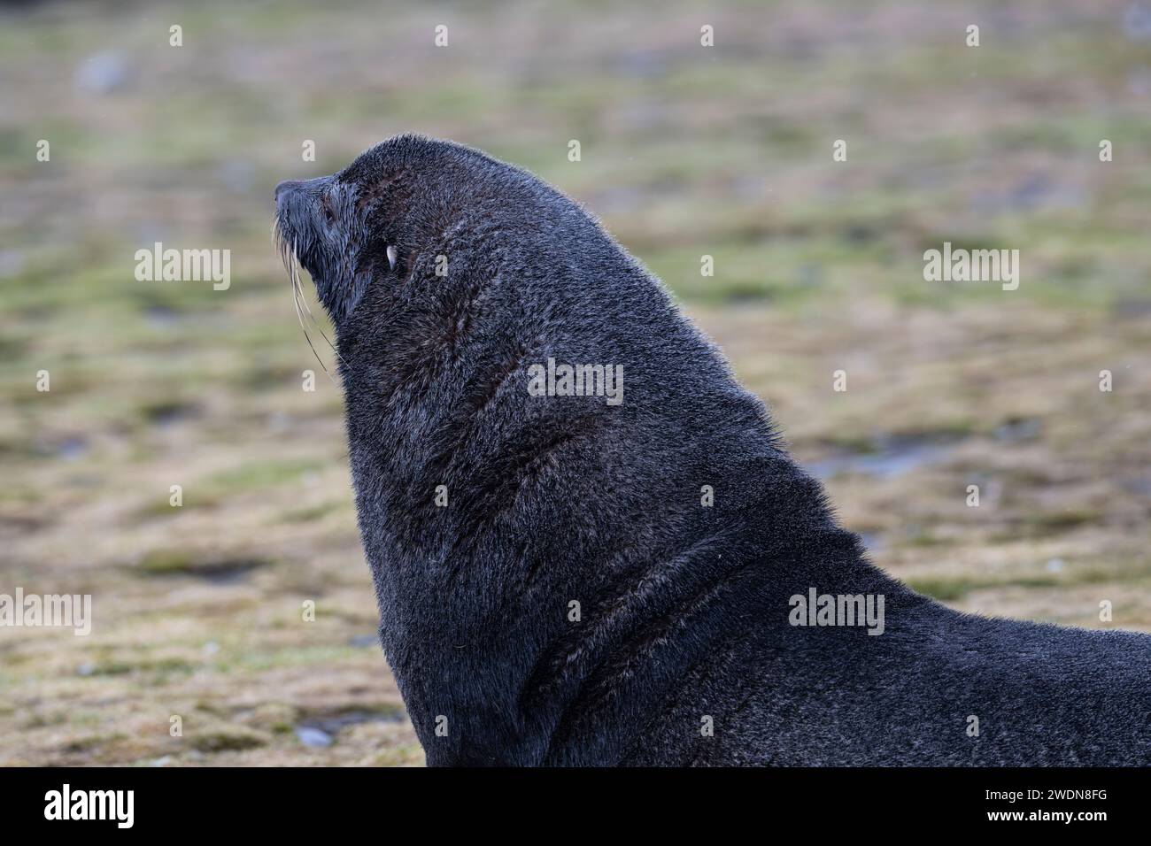 Antarctic Fur Seal, Arctocephalus gazella, at Salisbury Plain, SGI, Stock Photo