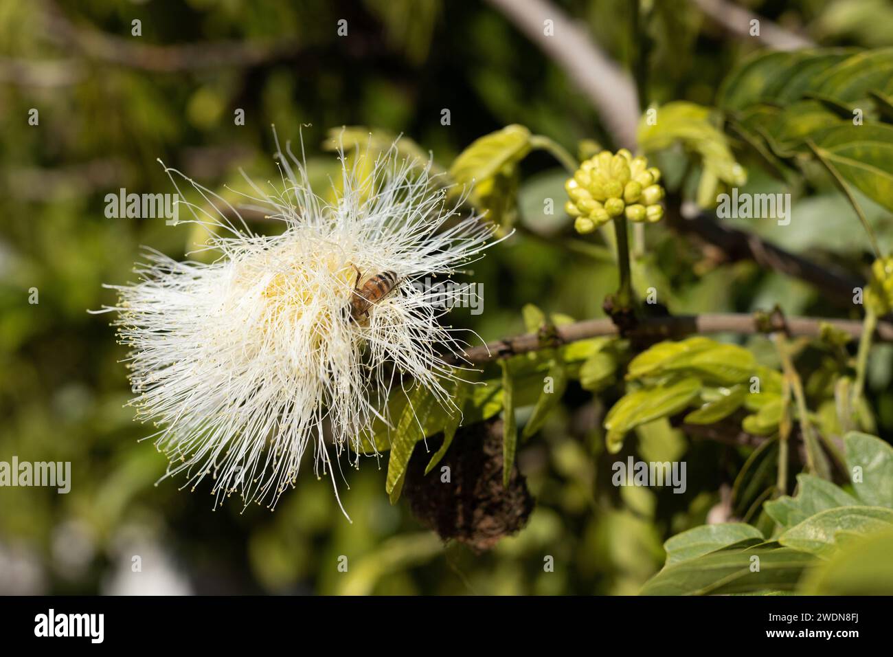 Bees on a flower of a Albizia lebbeck tree. Stock Photo