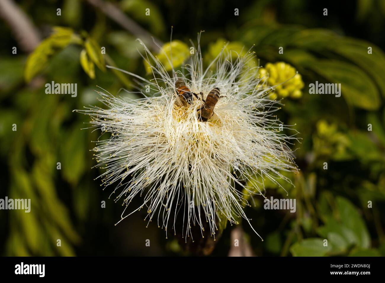 Bees on a flower of a Albizia lebbeck tree. Stock Photo